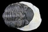 Bargain, Pedinopariops Trilobite - Mrakib, Morocco #80952-1